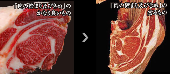 肉の締まり及びきめ